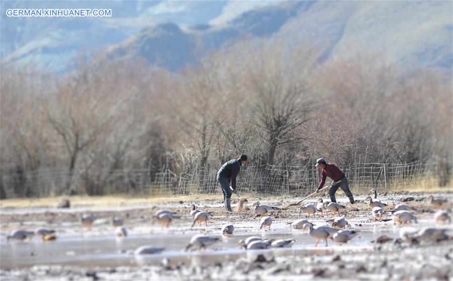 CHINA-TIBET-AGRICULTURE-WINTER IRRIGATION (CN)