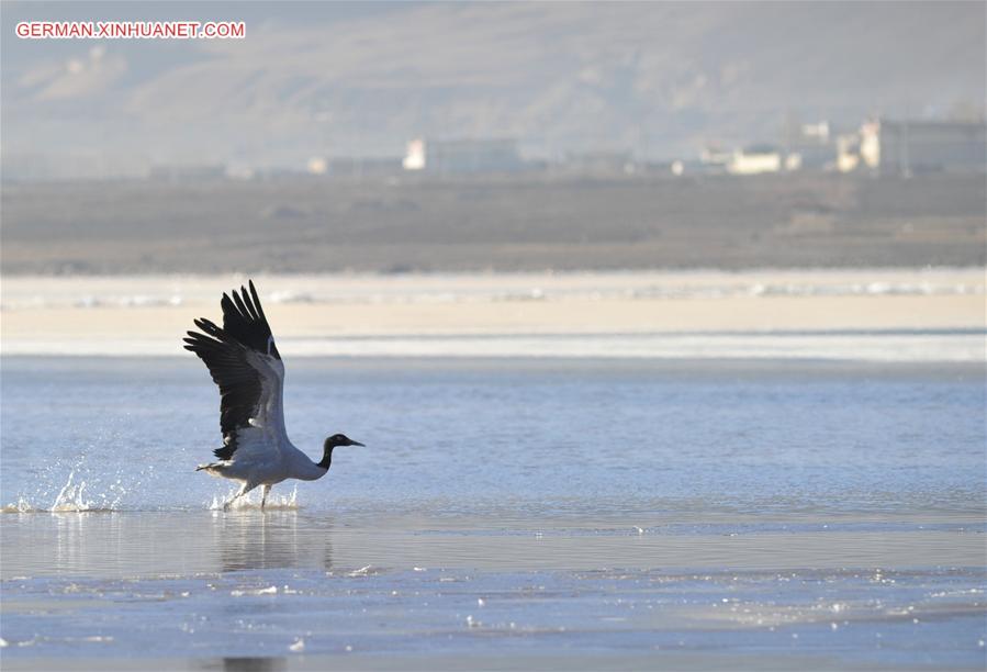 CHINA-TIBET-BLACK-NECKED CRANE (CN)