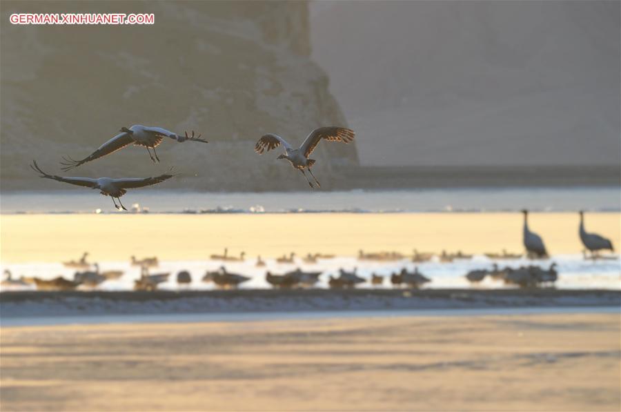 CHINA-TIBET-BLACK-NECKED CRANE (CN)