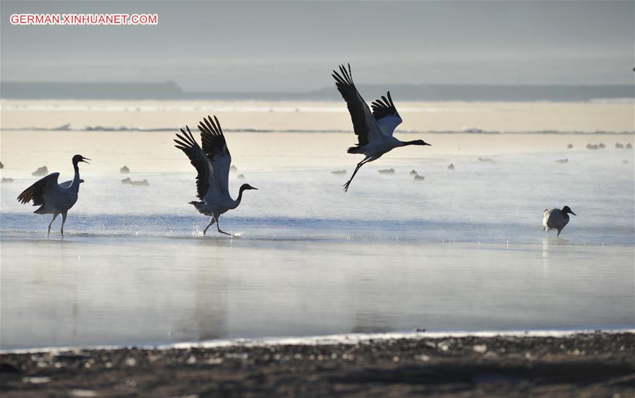 CHINA-TIBET-BLACK-NECKED CRANE (CN)