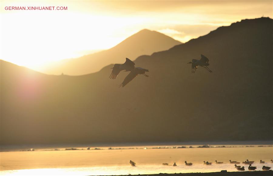 CHINA-TIBET-BLACK-NECKED CRANE (CN)