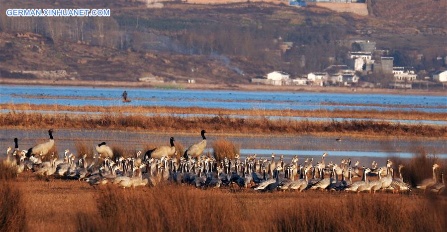 #CHINA-GUIZHOU-CAOHAI RESERVE-MIGRATORY BIRDS (CN)