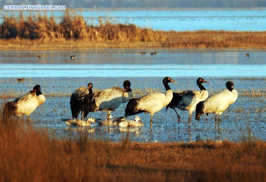 #CHINA-GUIZHOU-CAOHAI RESERVE-MIGRATORY BIRDS (CN)