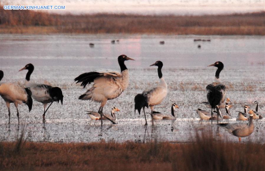 #CHINA-GUIZHOU-CAOHAI RESERVE-MIGRATORY BIRDS (CN)