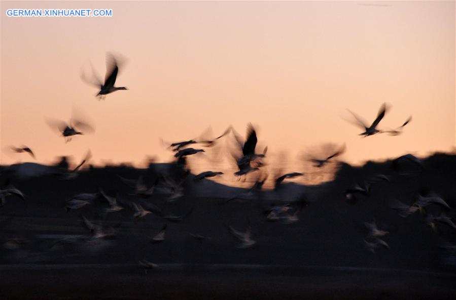 #CHINA-GUIZHOU-CAOHAI RESERVE-MIGRATORY BIRDS (CN)