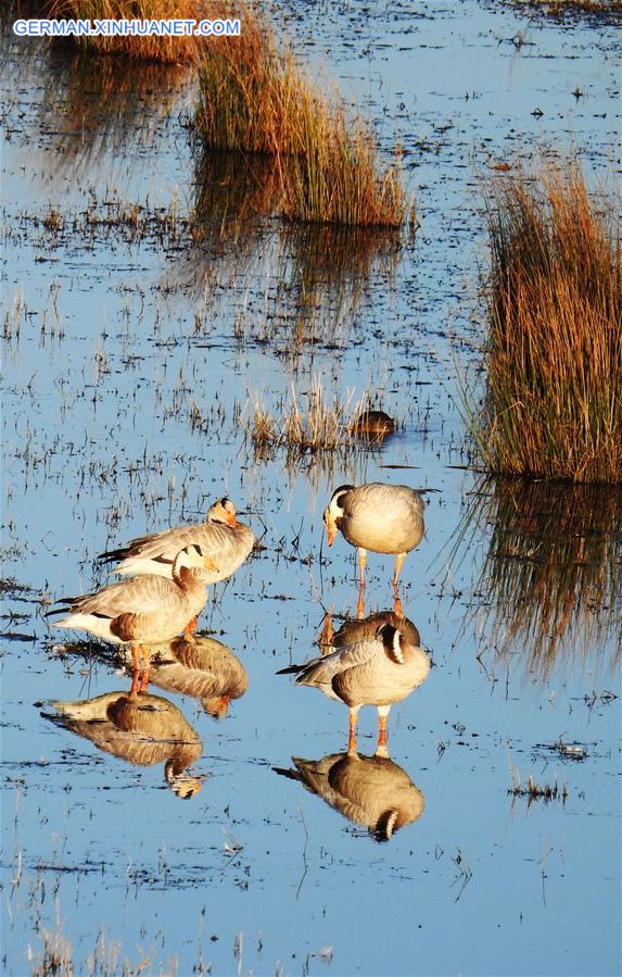 #CHINA-GUIZHOU-CAOHAI RESERVE-MIGRATORY BIRDS (CN)