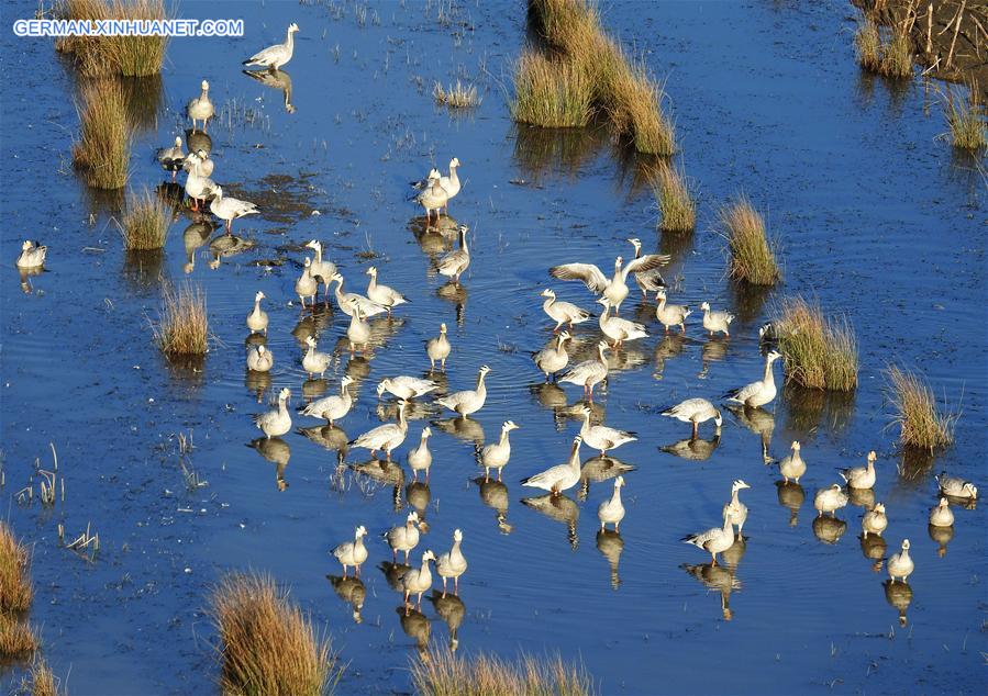 #CHINA-GUIZHOU-CAOHAI RESERVE-MIGRATORY BIRDS (CN)