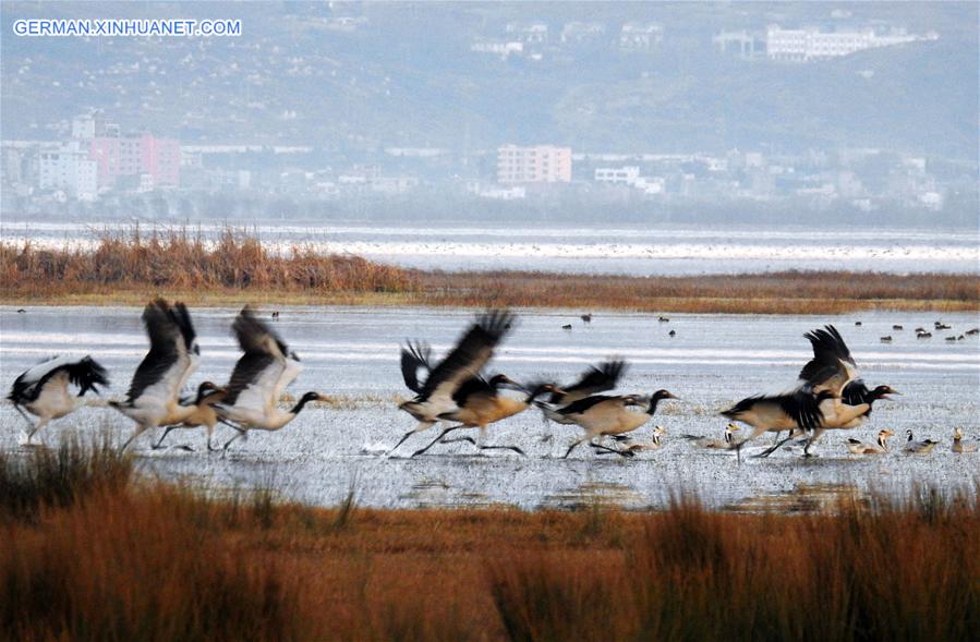 #CHINA-GUIZHOU-CAOHAI RESERVE-MIGRATORY BIRDS (CN)