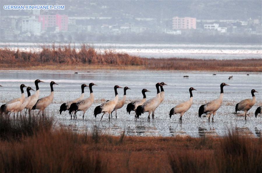 #CHINA-GUIZHOU-CAOHAI RESERVE-MIGRATORY BIRDS (CN)