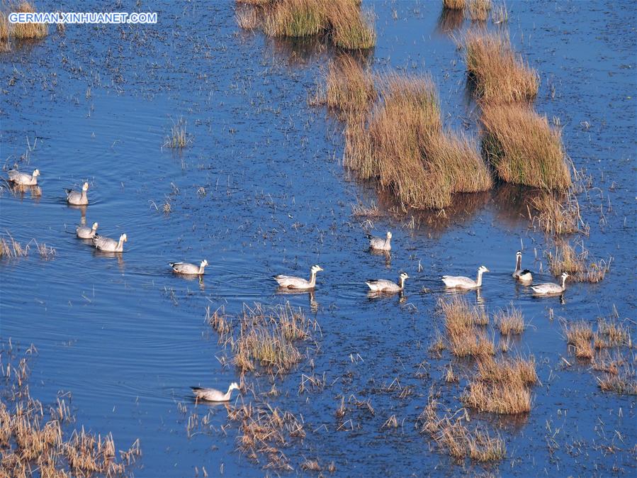 #CHINA-GUIZHOU-CAOHAI RESERVE-MIGRATORY BIRDS (CN)