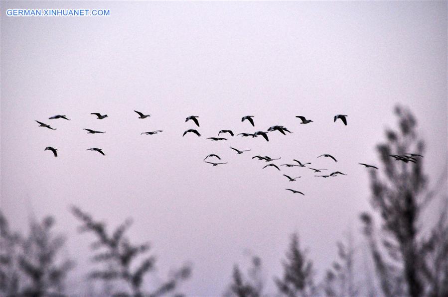 #CHINA-GUIZHOU-CAOHAI RESERVE-MIGRATORY BIRDS (CN)