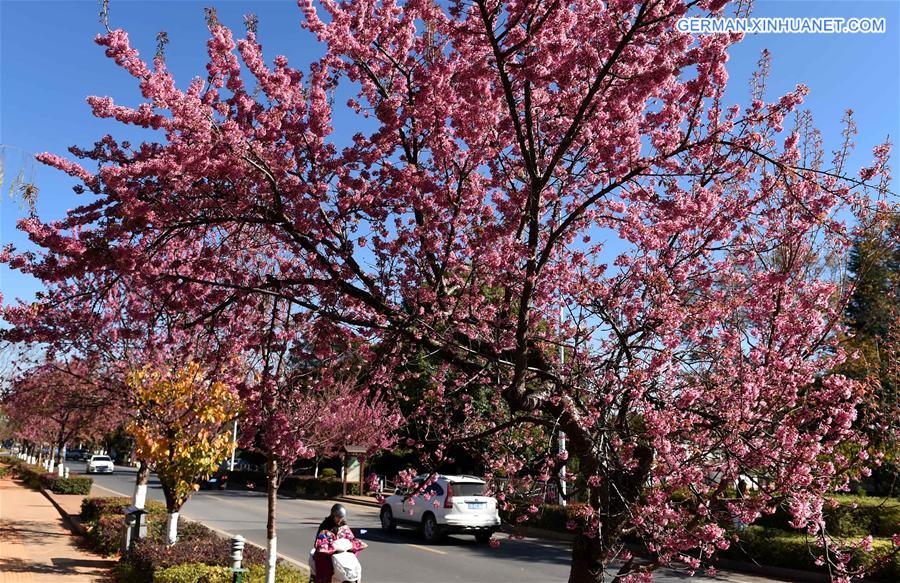 CHINA-KUNMING-CHERRY BLOSSOMS(CN)