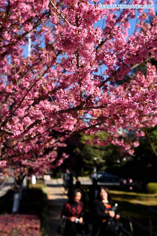 CHINA-KUNMING-CHERRY BLOSSOMS(CN)