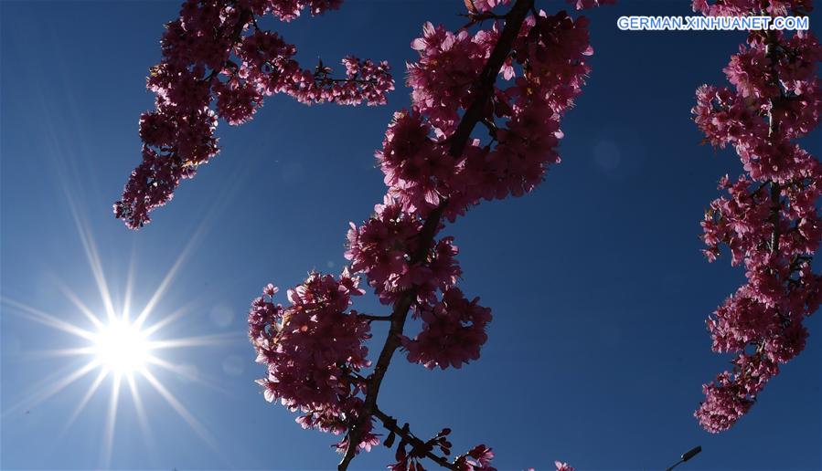 CHINA-KUNMING-CHERRY BLOSSOMS(CN)