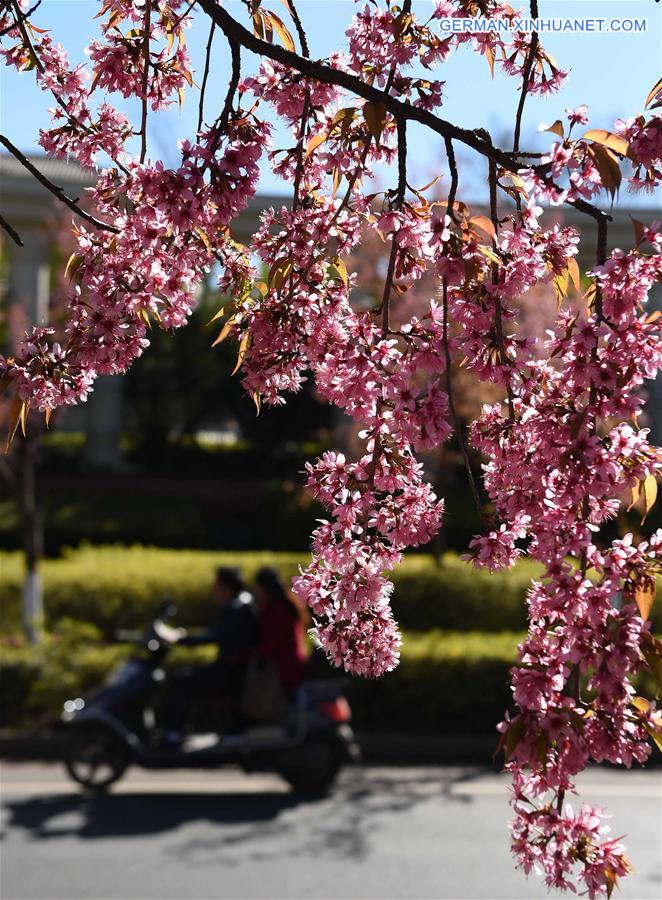 CHINA-KUNMING-CHERRY BLOSSOMS(CN)