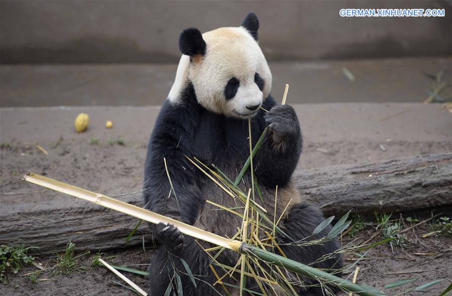 CHINA-CAPITVE GIANT PANDAS-NUMBER (CN)