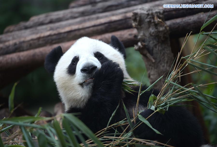 CHINA-CAPITVE GIANT PANDAS-NUMBER (CN)