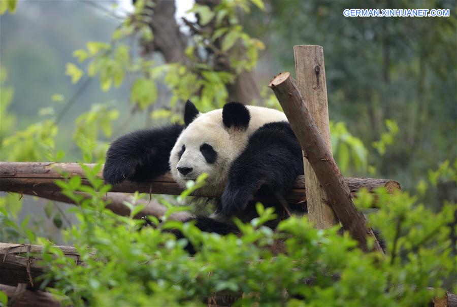 CHINA-CAPITVE GIANT PANDAS-NUMBER (CN)