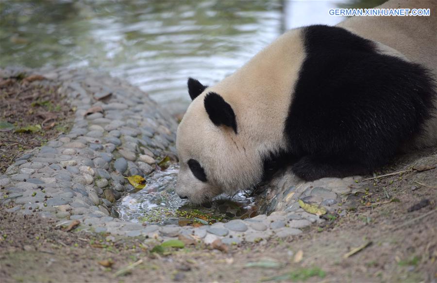 CHINA-CAPITVE GIANT PANDAS-NUMBER (CN)