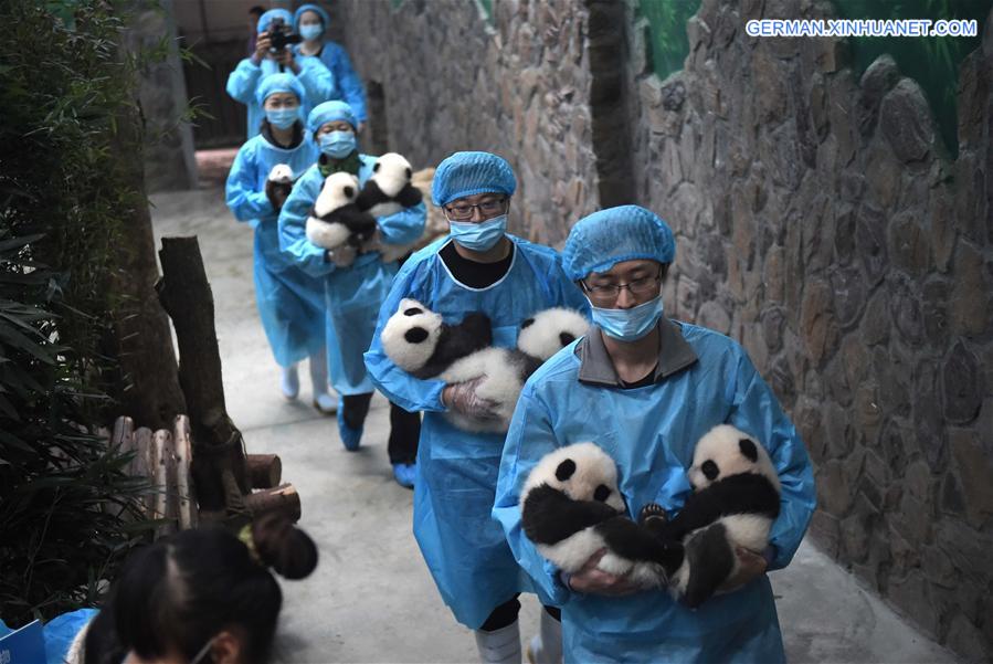 CHINA-CAPITVE GIANT PANDAS-NUMBER (CN)