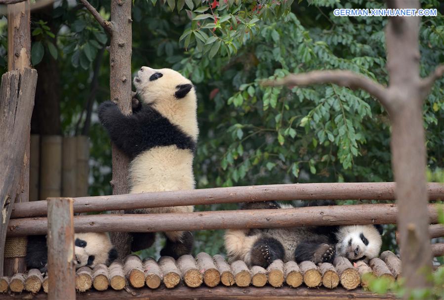 CHINA-CAPITVE GIANT PANDAS-NUMBER (CN)