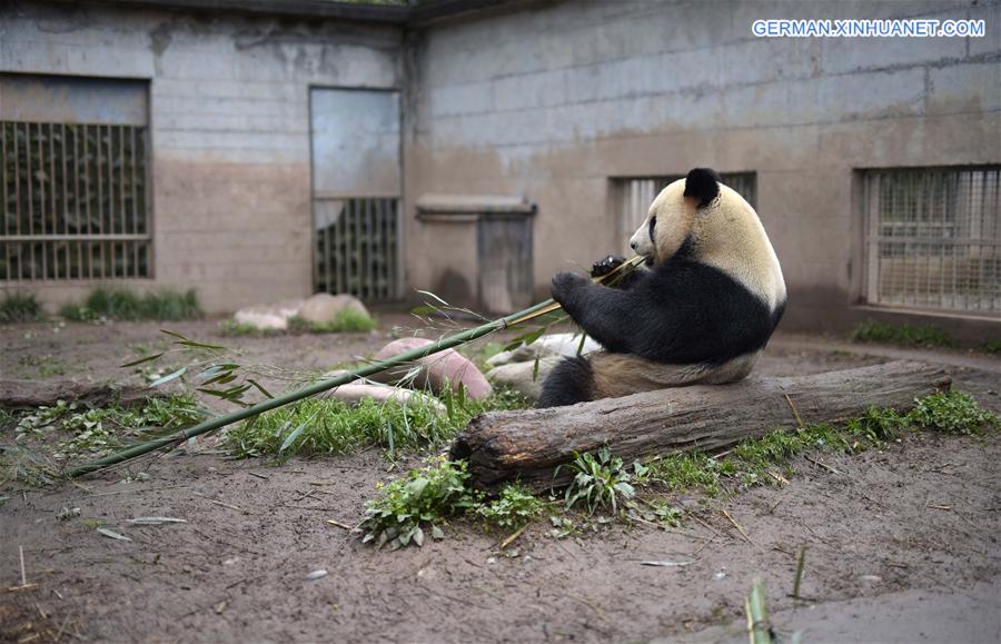 CHINA-CAPITVE GIANT PANDAS-NUMBER (CN)