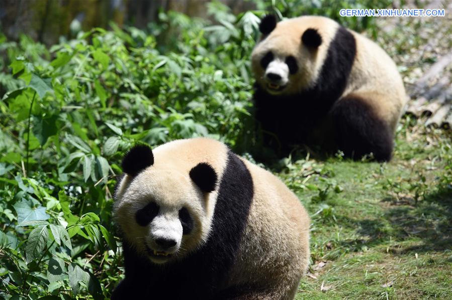 CHINA-CAPITVE GIANT PANDAS-NUMBER (CN)