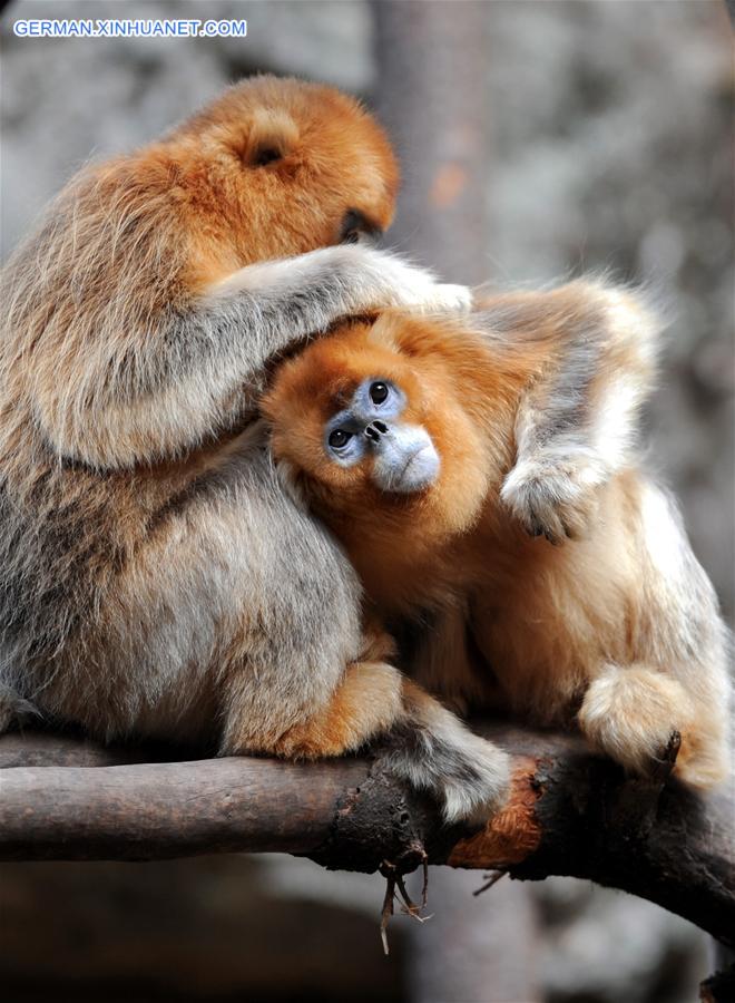 CHINA-SHAANXI-WILD-GOLDEN MONKEY (CN)