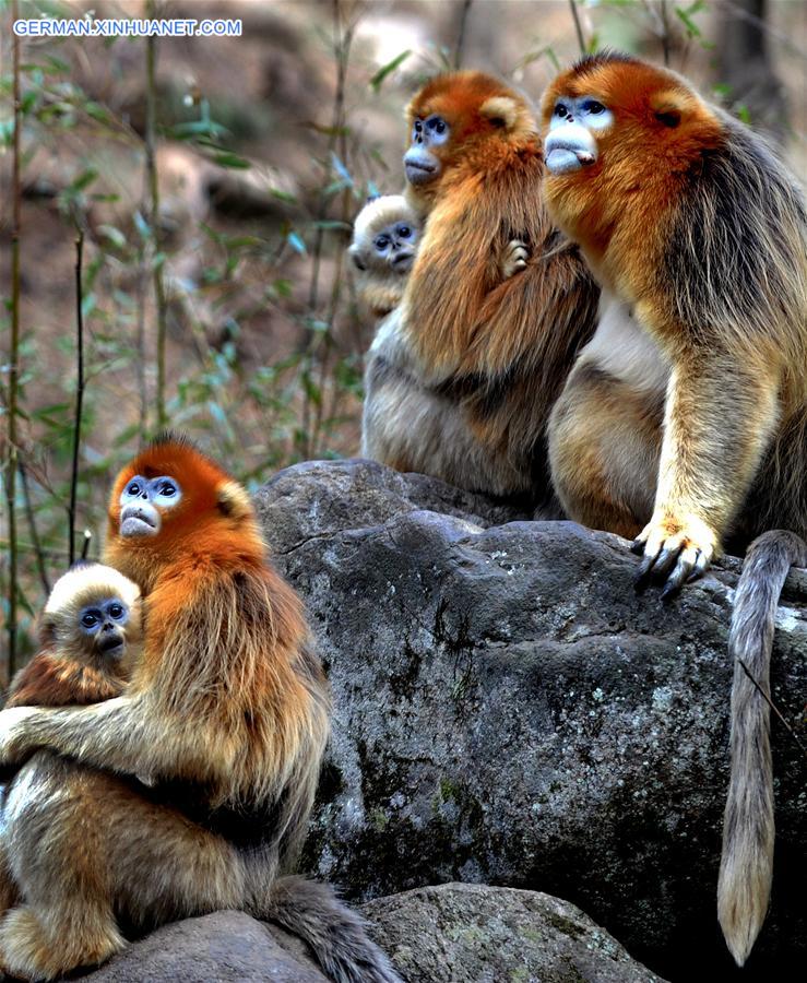 CHINA-SHAANXI-WILD-GOLDEN MONKEY (CN)