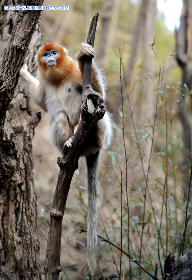 CHINA-SHAANXI-WILD-GOLDEN MONKEY (CN)