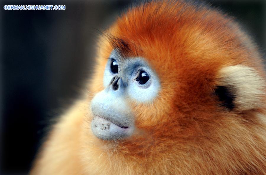 CHINA-SHAANXI-WILD-GOLDEN MONKEY (CN)