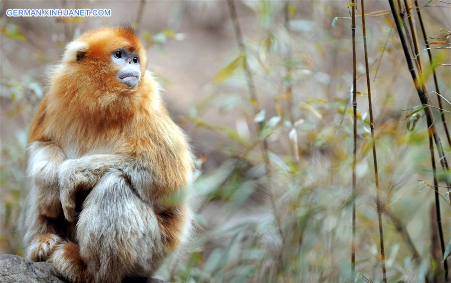 CHINA-SHAANXI-WILD-GOLDEN MONKEY (CN)