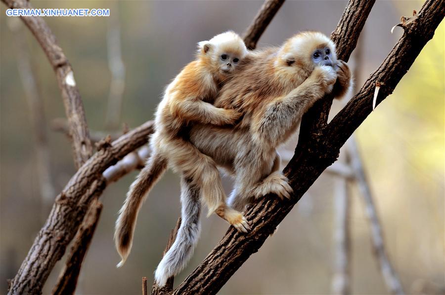 CHINA-SHAANXI-WILD-GOLDEN MONKEY (CN)