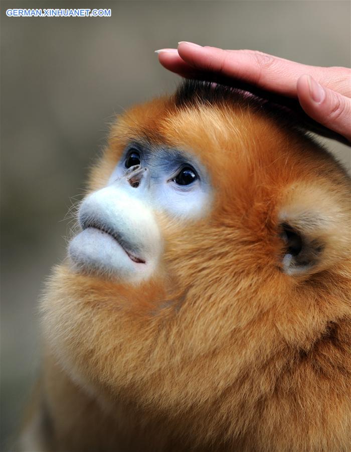 CHINA-SHAANXI-WILD-GOLDEN MONKEY (CN)