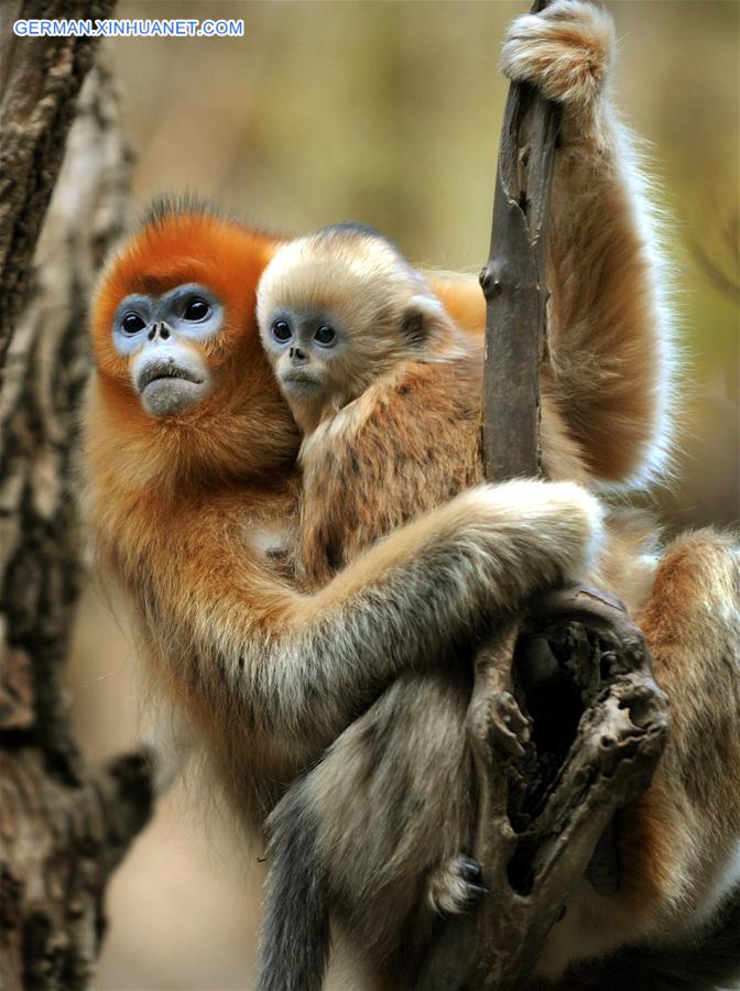 CHINA-SHAANXI-WILD-GOLDEN MONKEY (CN)