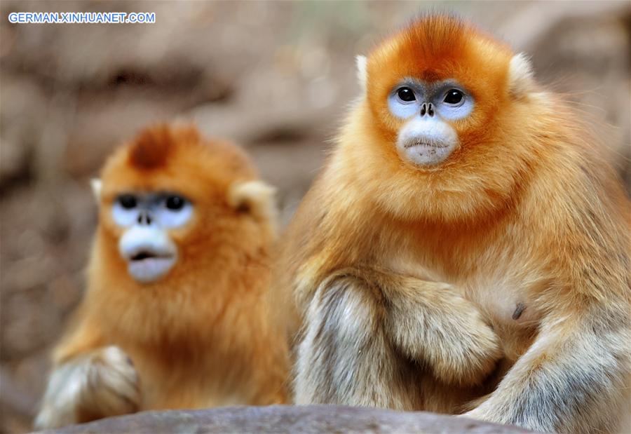 CHINA-SHAANXI-WILD-GOLDEN MONKEY (CN)