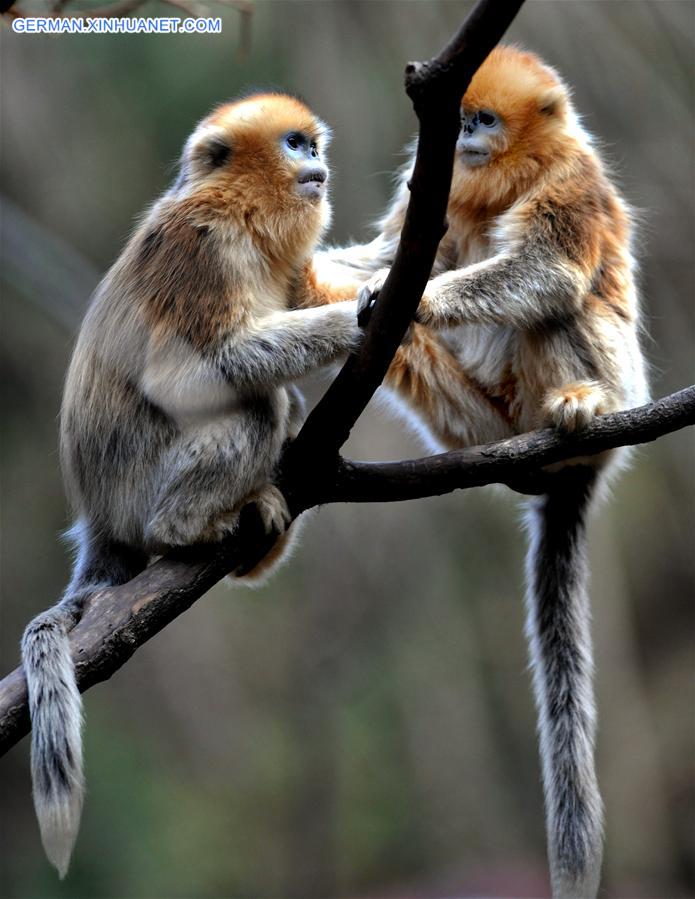 CHINA-SHAANXI-WILD-GOLDEN MONKEY (CN)