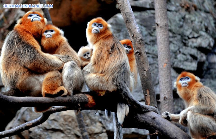 CHINA-SHAANXI-WILD-GOLDEN MONKEY (CN)