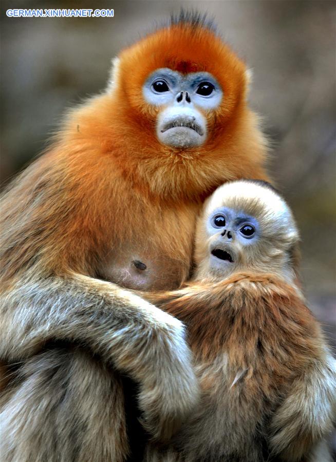 CHINA-SHAANXI-WILD-GOLDEN MONKEY (CN)