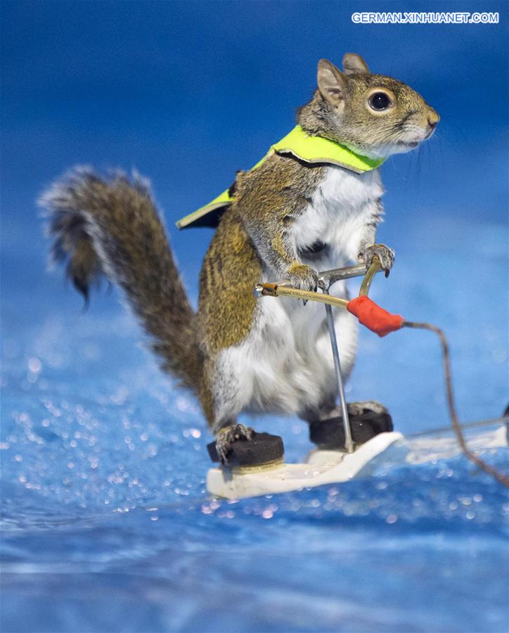 CANADA-TORONTO-WATERSKIING SQUIRREL-TWIGGY