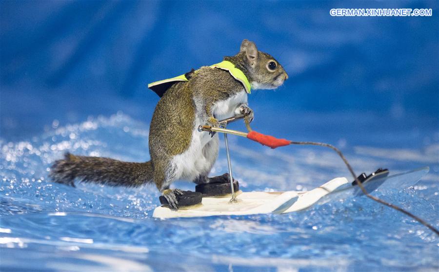 CANADA-TORONTO-WATERSKIING SQUIRREL-TWIGGY
