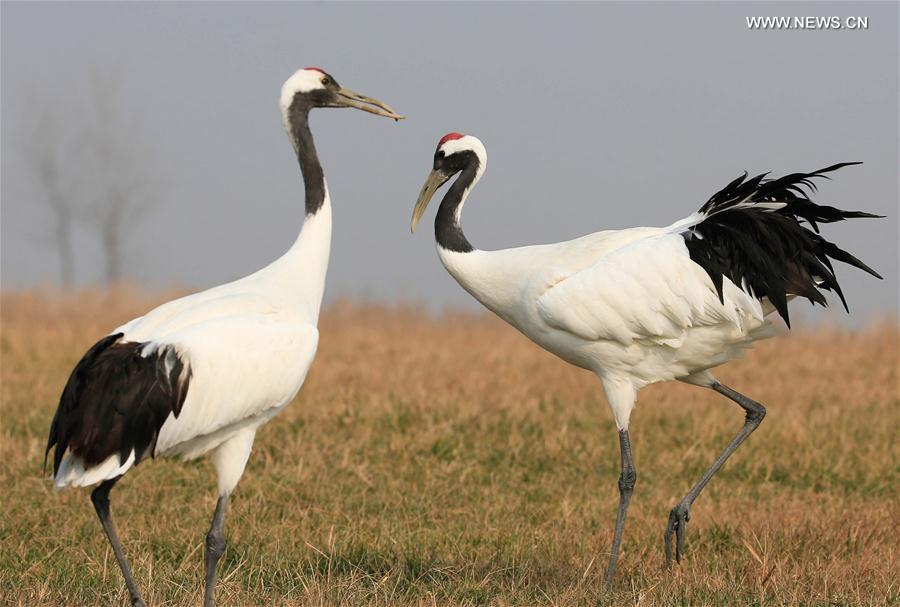 #CHINA-JIANGSU-RED-CROWNED CRANE(CN)