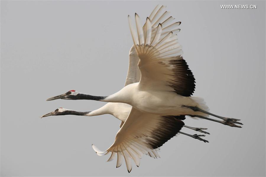 #CHINA-JIANGSU-RED-CROWNED CRANE(CN)