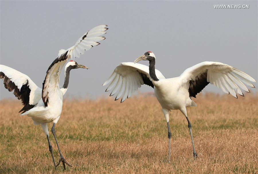 #CHINA-JIANGSU-RED-CROWNED CRANE(CN)