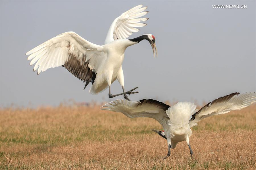 #CHINA-JIANGSU-RED-CROWNED CRANE(CN)