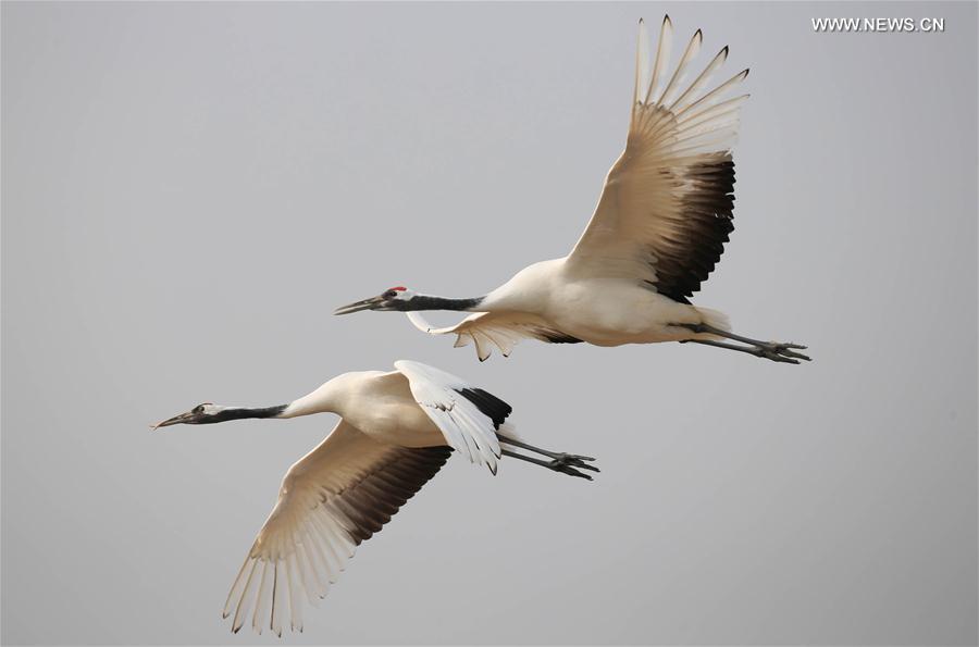 #CHINA-JIANGSU-RED-CROWNED CRANE(CN)