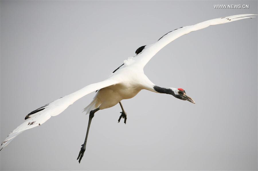 #CHINA-JIANGSU-RED-CROWNED CRANE(CN)