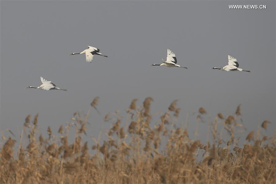 #CHINA-JIANGSU-RED-CROWNED CRANE(CN)