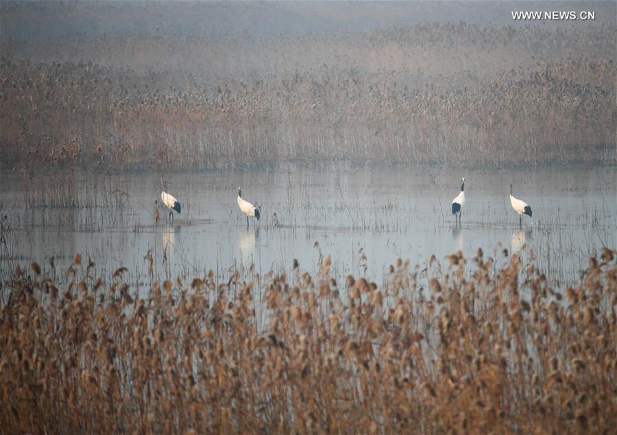 #CHINA-JIANGSU-RED-CROWNED CRANE(CN)