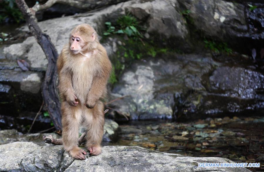 #CHINA-ANHUI-HUANGSHAN-STUMP-TAILED MACAQUE (CN)